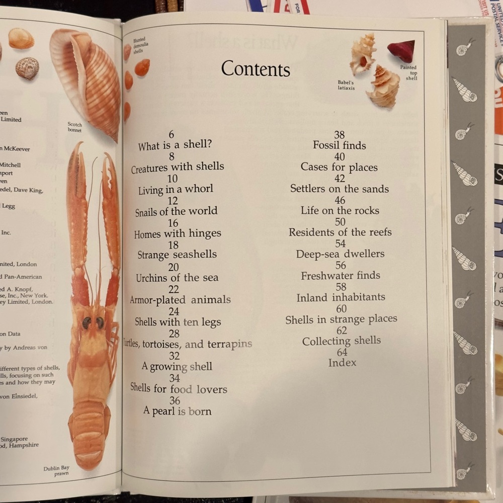 Eyewitness Books “Shell” - Picture 4 of 4